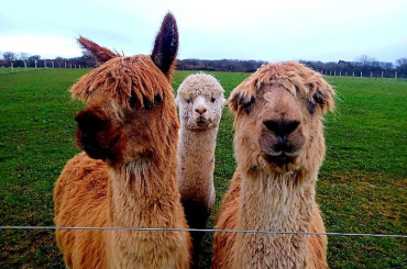 Alpaca Walkies