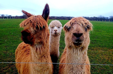 Alpaca Walkies